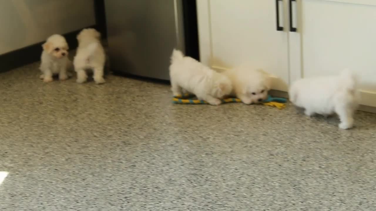 Bichon Frise dogs for sale: Marty - Video 1