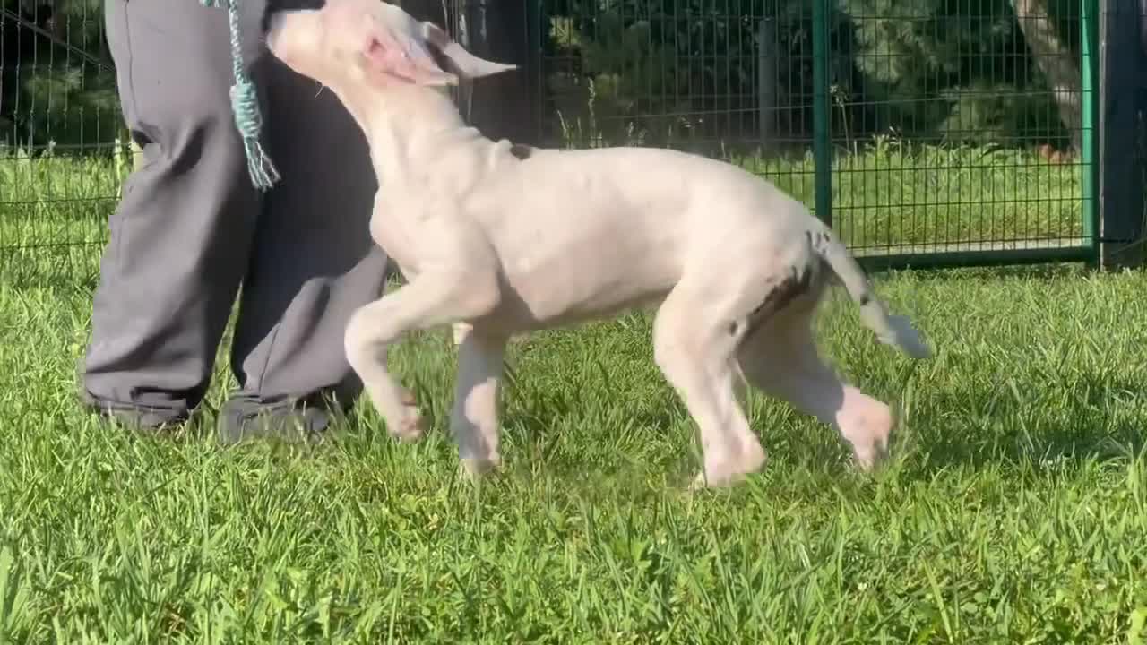 Great Dane dogs for sale: Pearl Great Dane  - Video 1