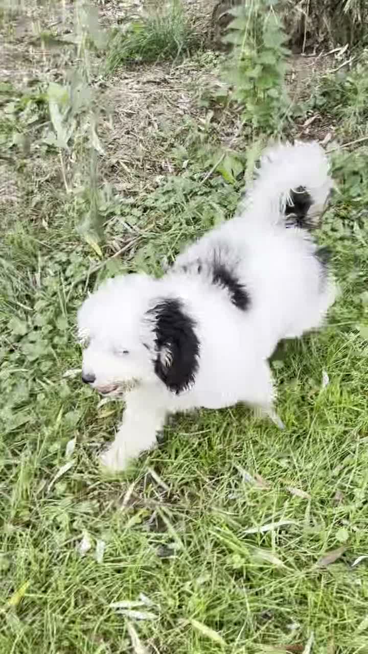 Mini Bernedoodle dogs for sale: Milo - Micro Mini Teddy Bear - Video 4
