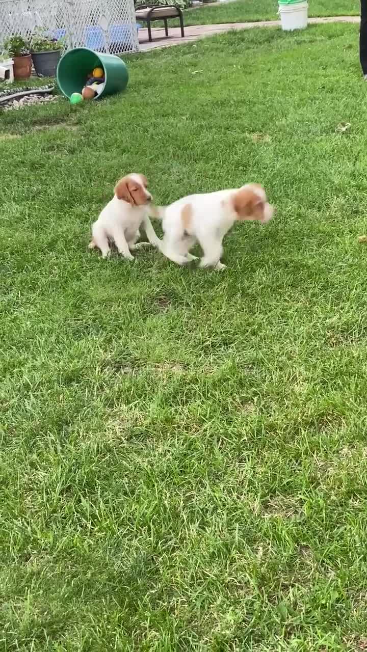 Brittany Spaniel dogs for sale: Brittany Spaniel 2 - Video 2