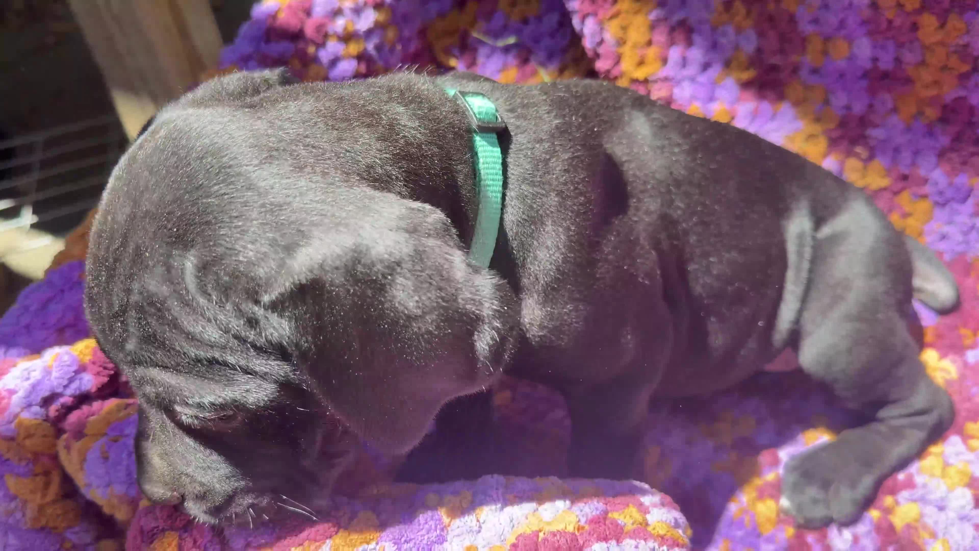 Cane Corso dogs for sale: Cane Corso Puppy Green - Video 1
