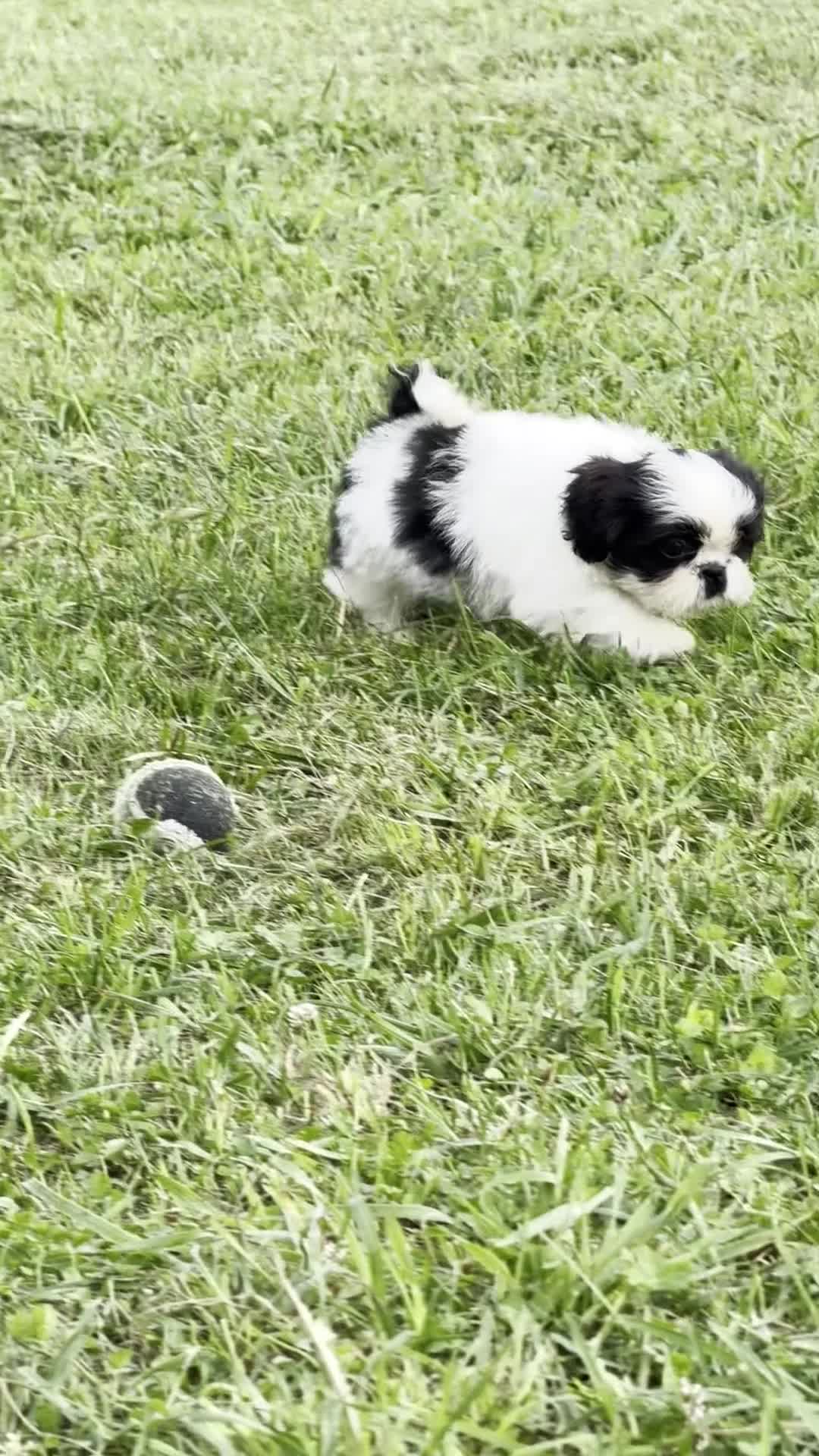 Shih Tzu dogs for sale: Shane Shih Tzu  - Video 1