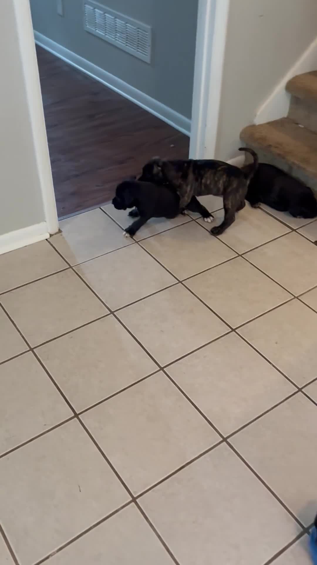 Presa Canario dogs for sale: Presa Canario 1 - Video 3