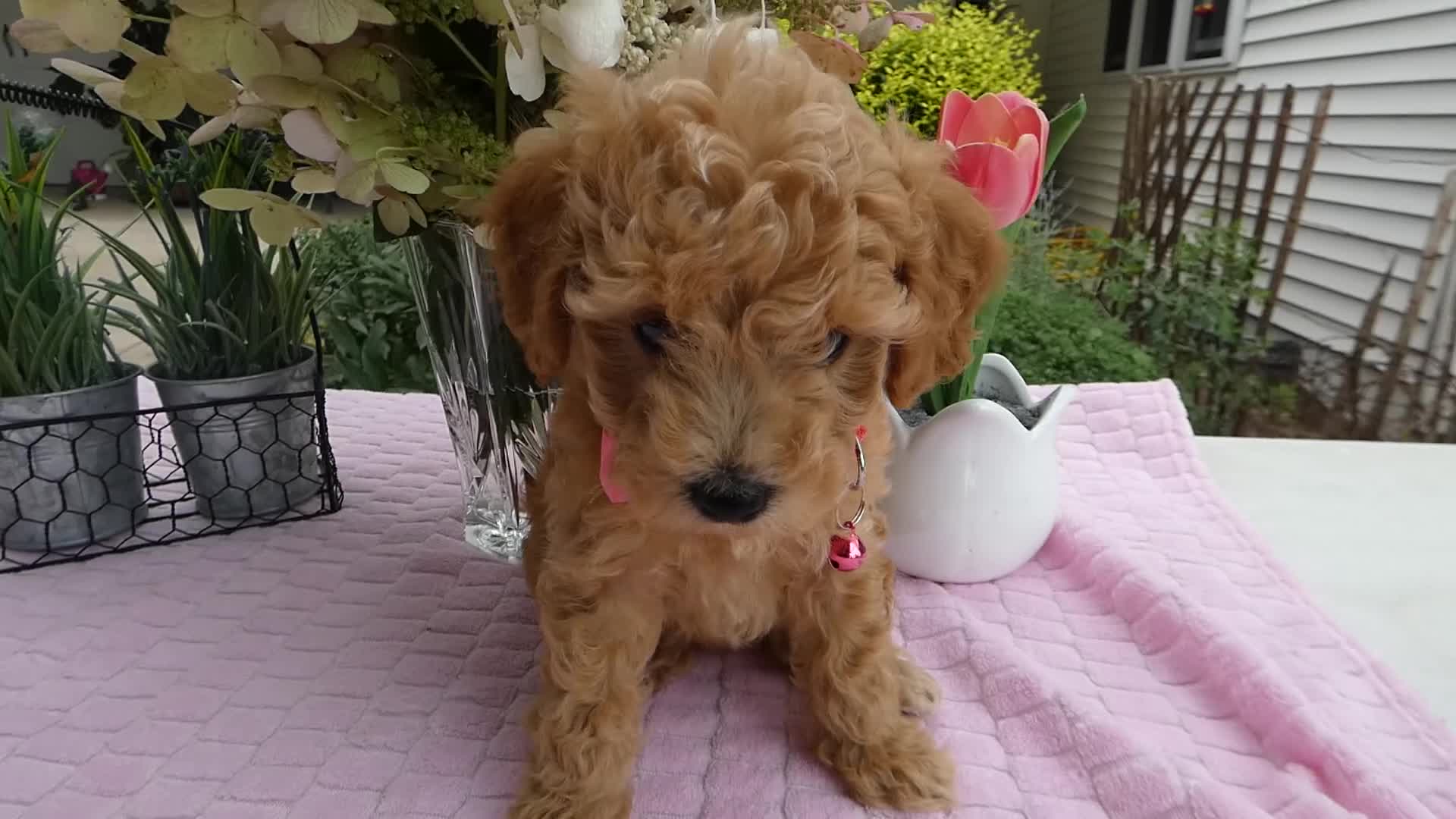 Toy Poodle dogs for sale: Toy Poodle 3 Missy - Video 1