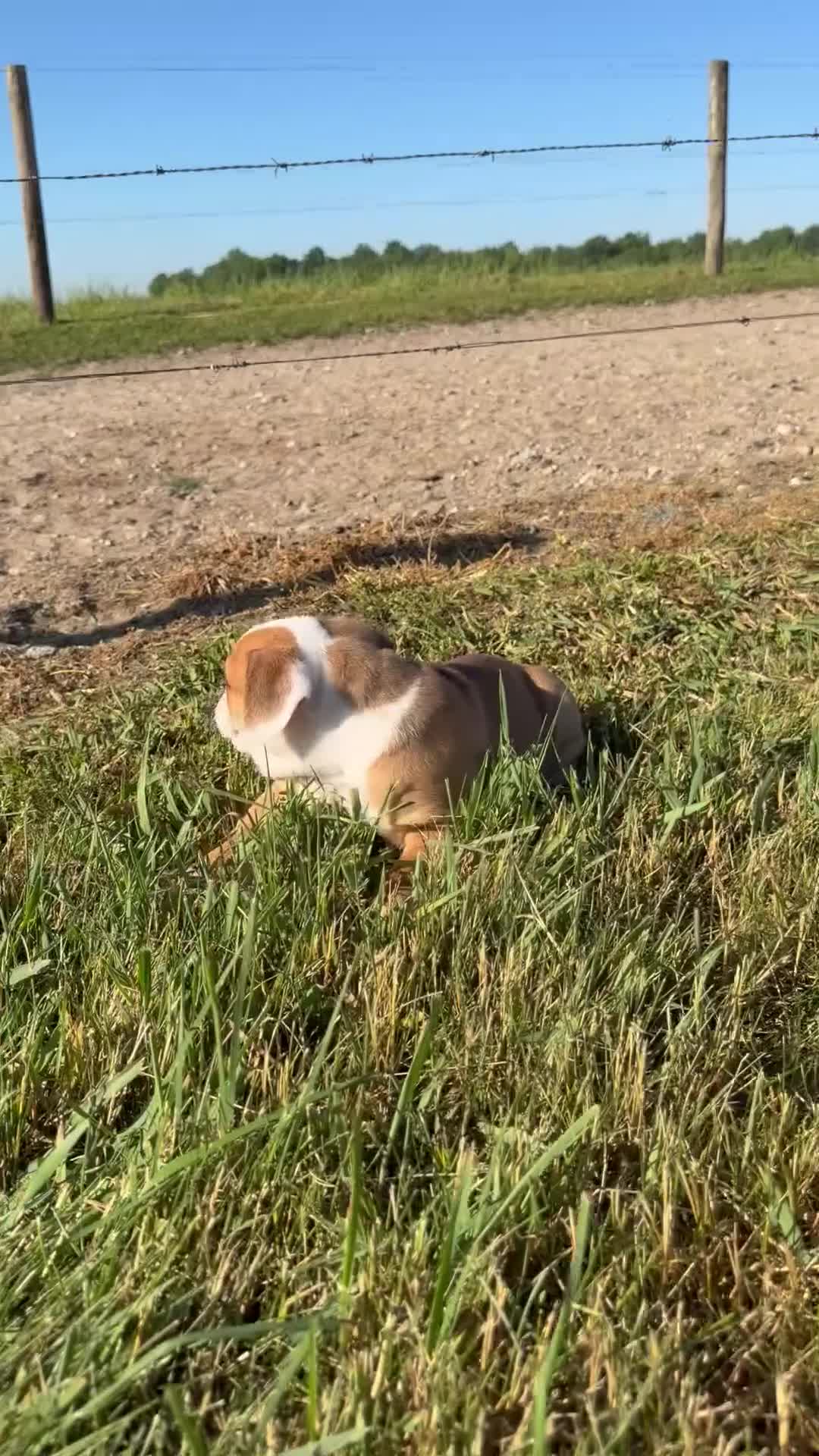 Olde English Bulldogge dogs for sale: Sadie - Video 1