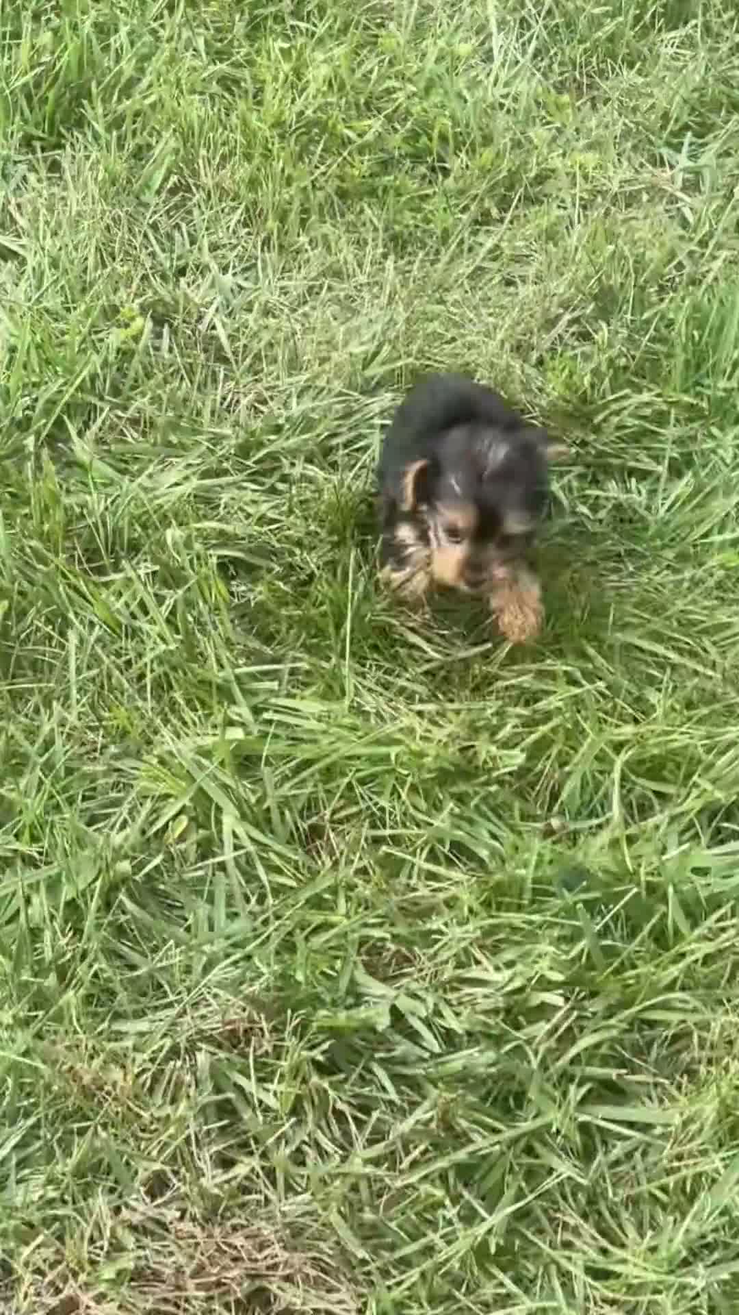 Yorkshire Terrier dogs for sale: Sage - Video 1