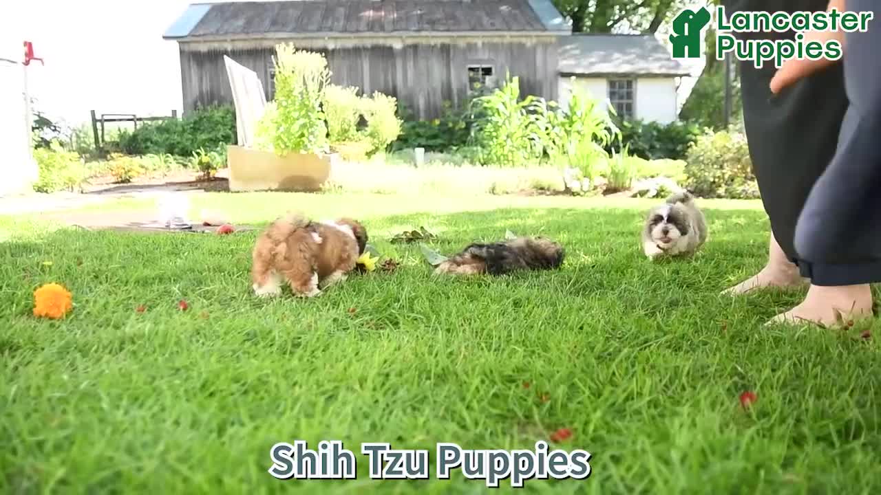 Shih Tzu dogs for sale: Rusty - Video 1
