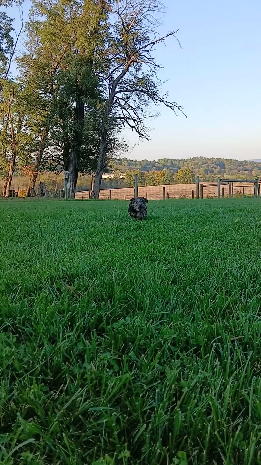 Yorkiepoo dogs for sale: Misty - Video 2