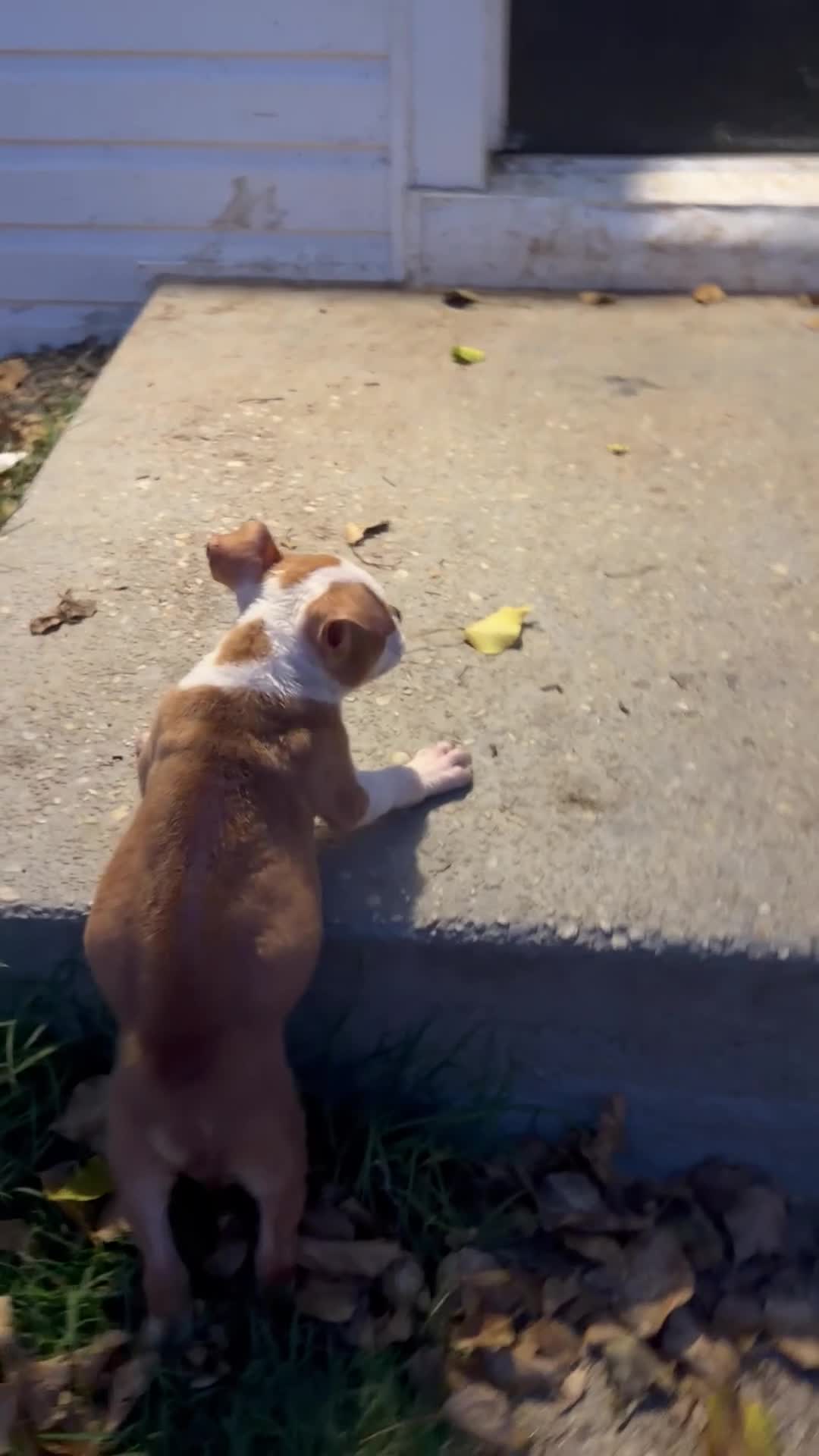 American Bully dogs for sale: Saint  - Video 1