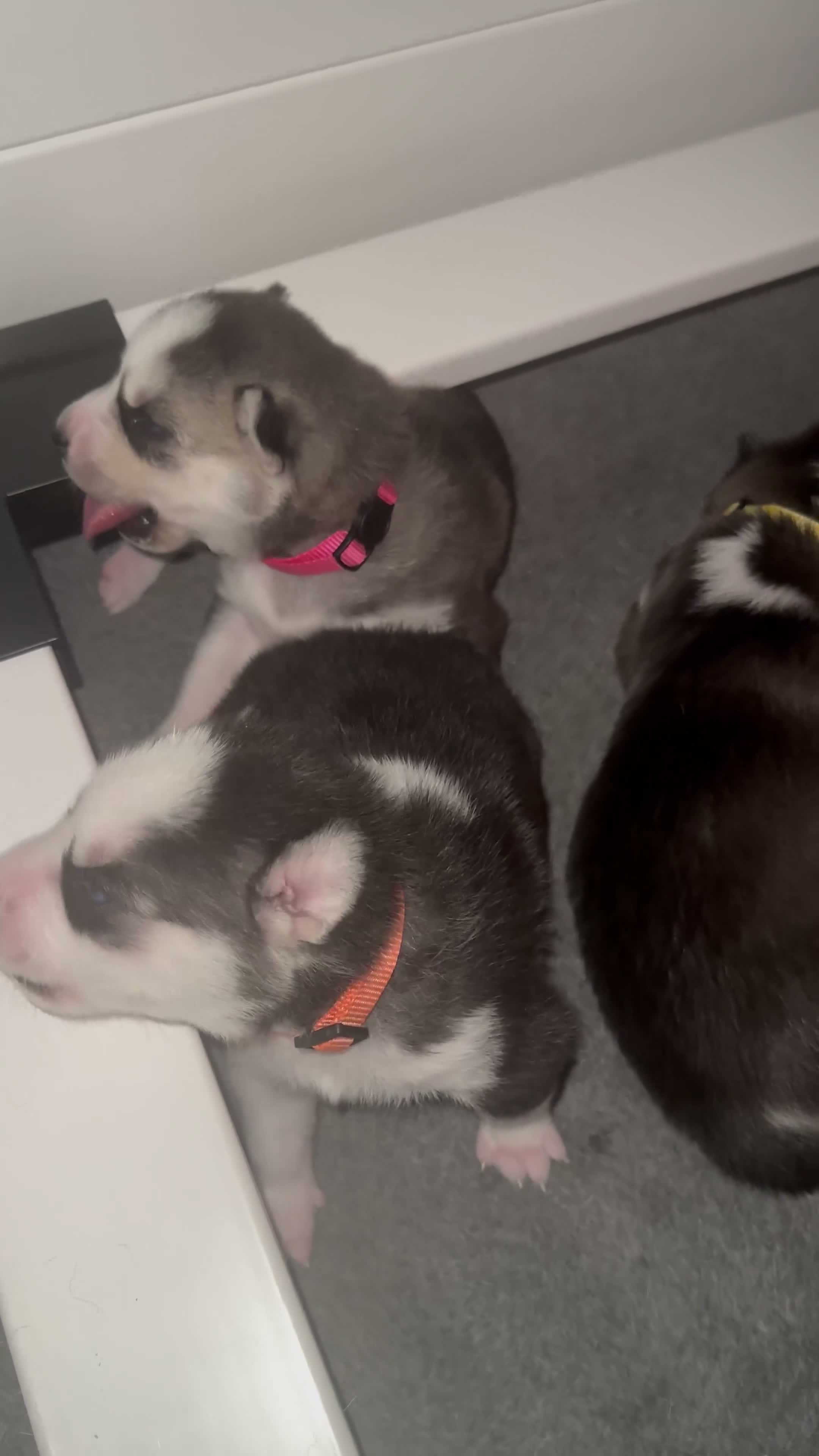 Siberian Husky dogs for sale: Annie Grace - Video 2