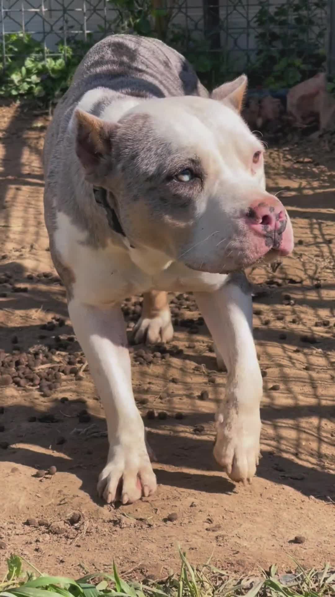 American Bully dogs for sale: Dream - Video 3