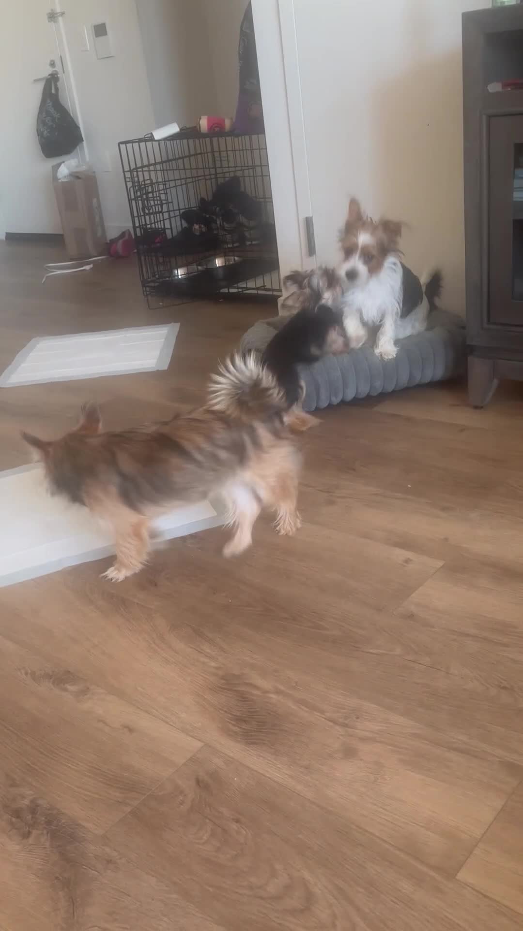 Shorkie dogs for sale: Lil Girl - Video 2