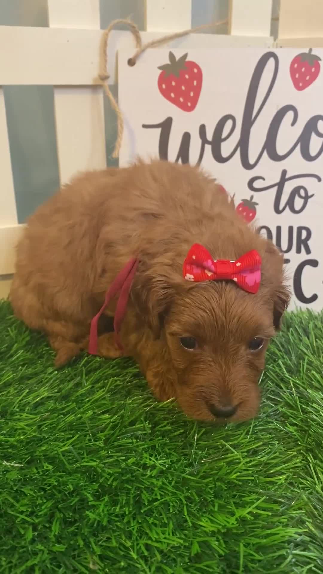 Mini Goldendoodle dogs for sale: Strawberry - Video 1