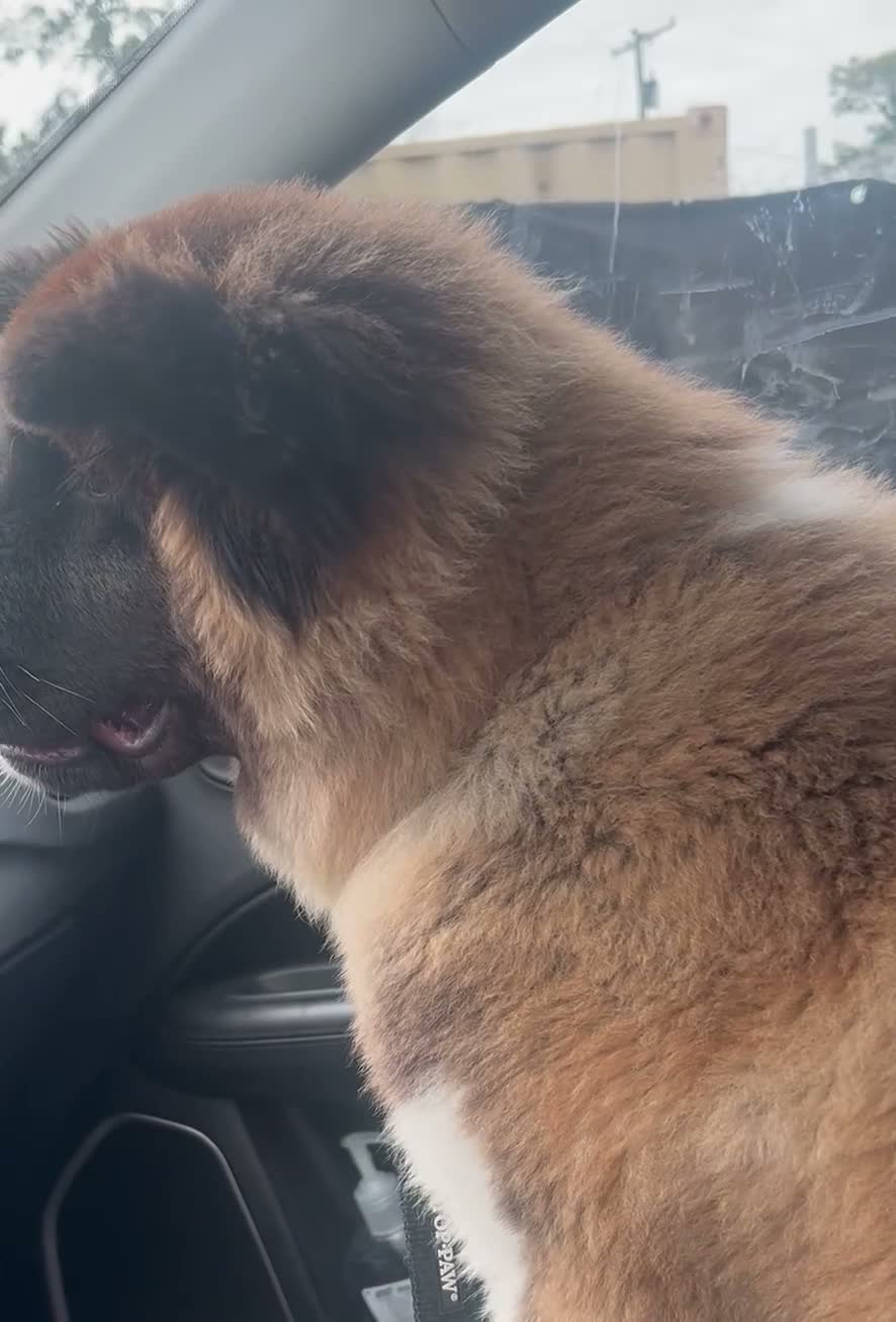 Akita dogs for sale: Akita 1 - Video 1