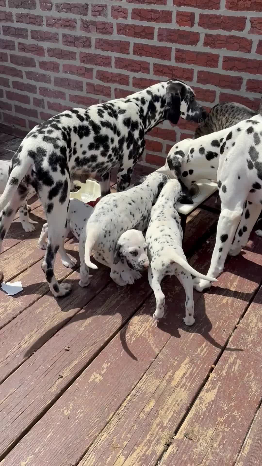 Dalmatian dogs for sale: Neo - Video 2