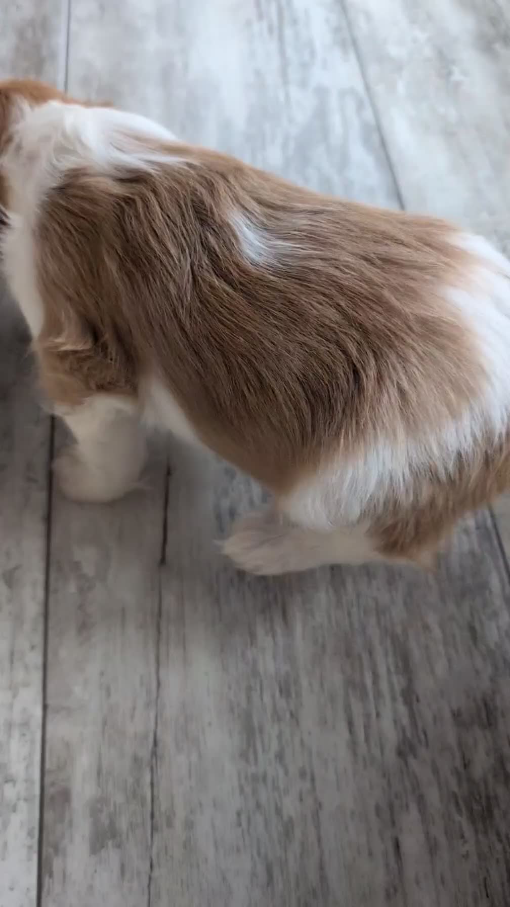 Cavapoo dogs for sale: Stella - Video 1