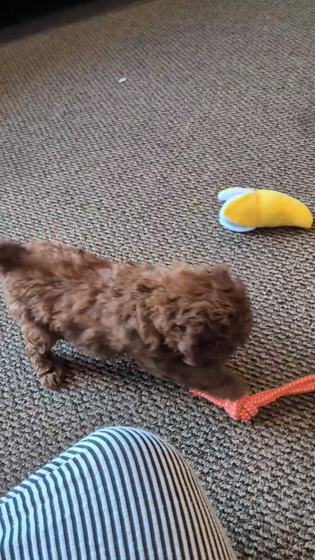 Miniature Poodle dogs for sale: Pearl - Video 1