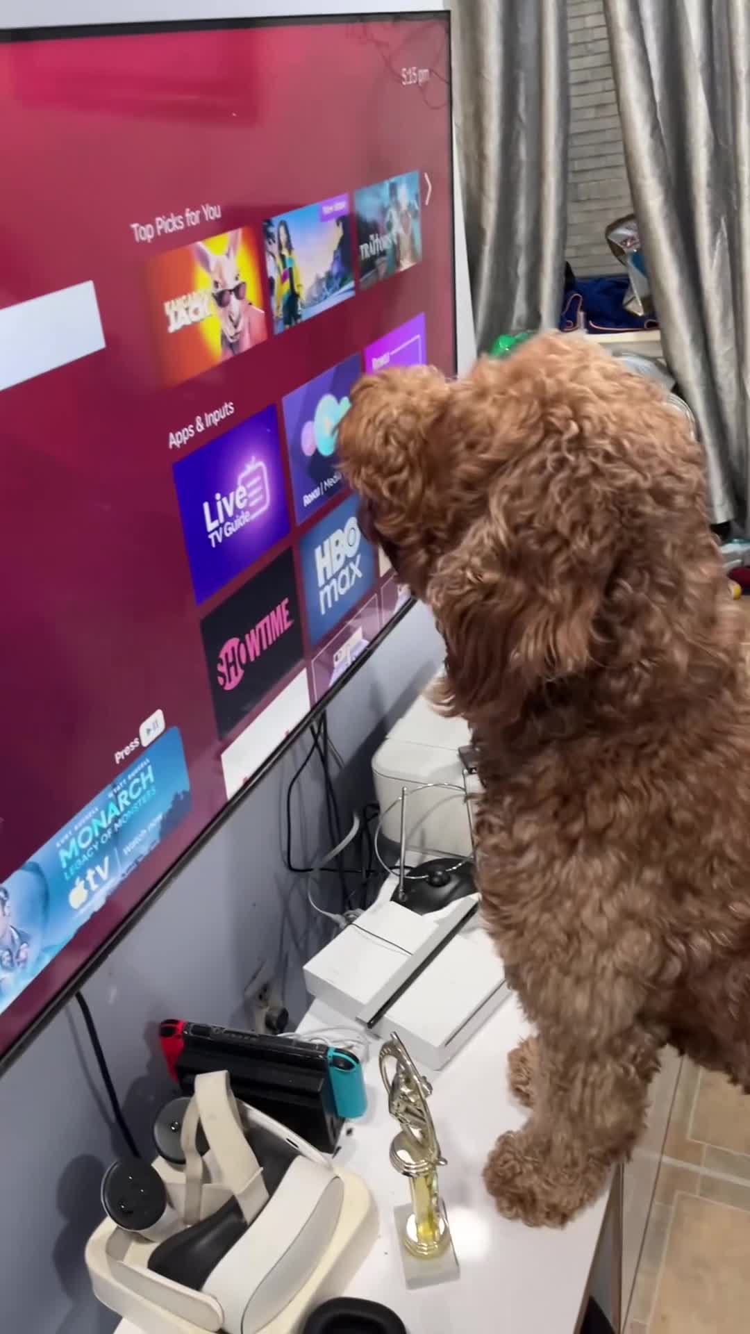 Goldendoodle dogs for stud: Noah  - Video 3