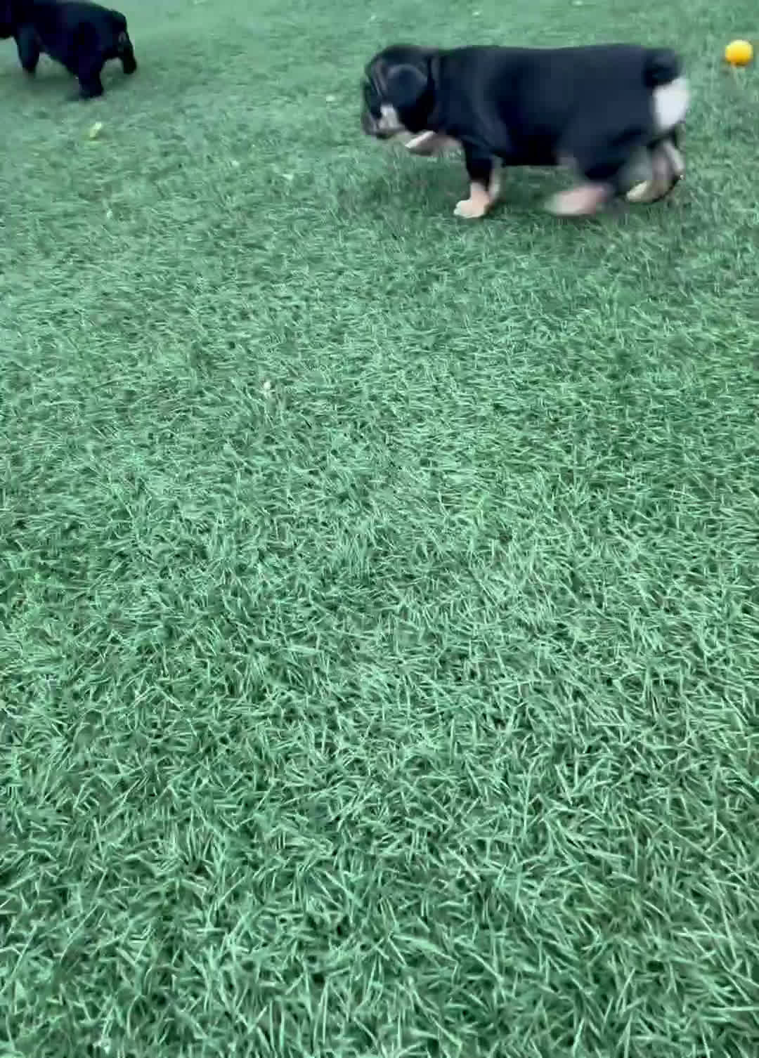 English Bulldog dogs for sale: Aphrodite - Video 1