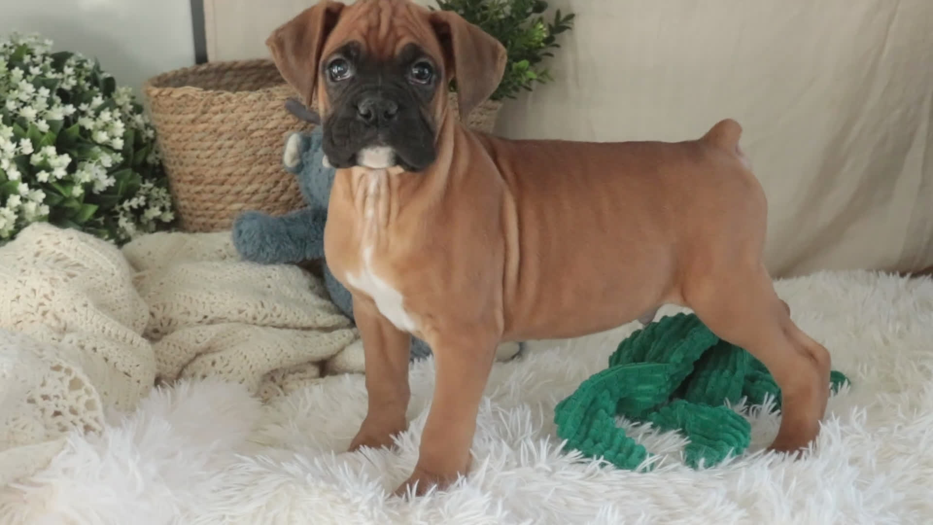 Boxer dogs for sale: Cleo - Video 1