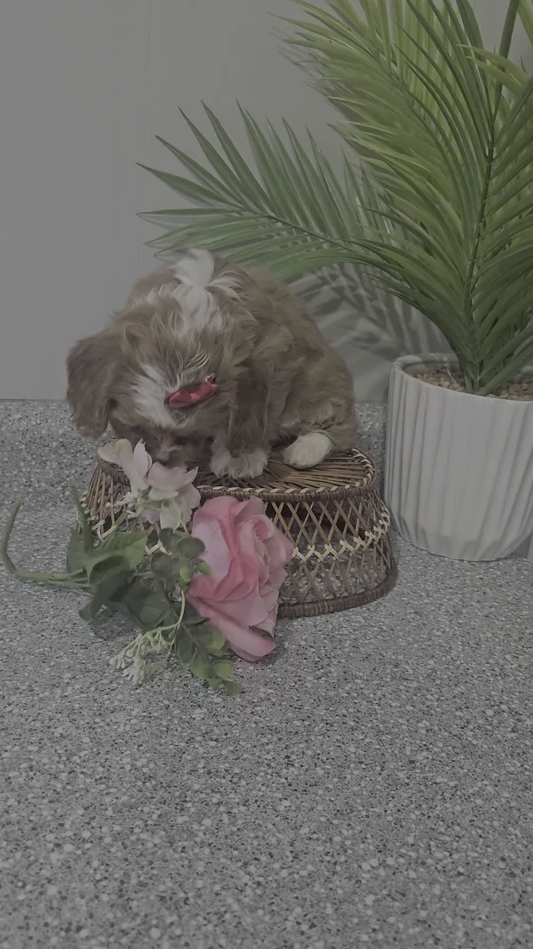 Cavapoo dogs for sale: Lil Shiloh  - Video 2