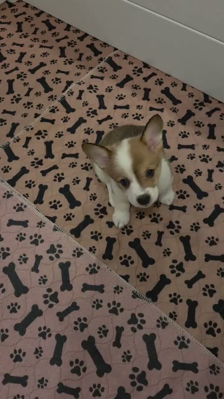 Mixed Breed dogs for sale: Female 2 - Video 1
