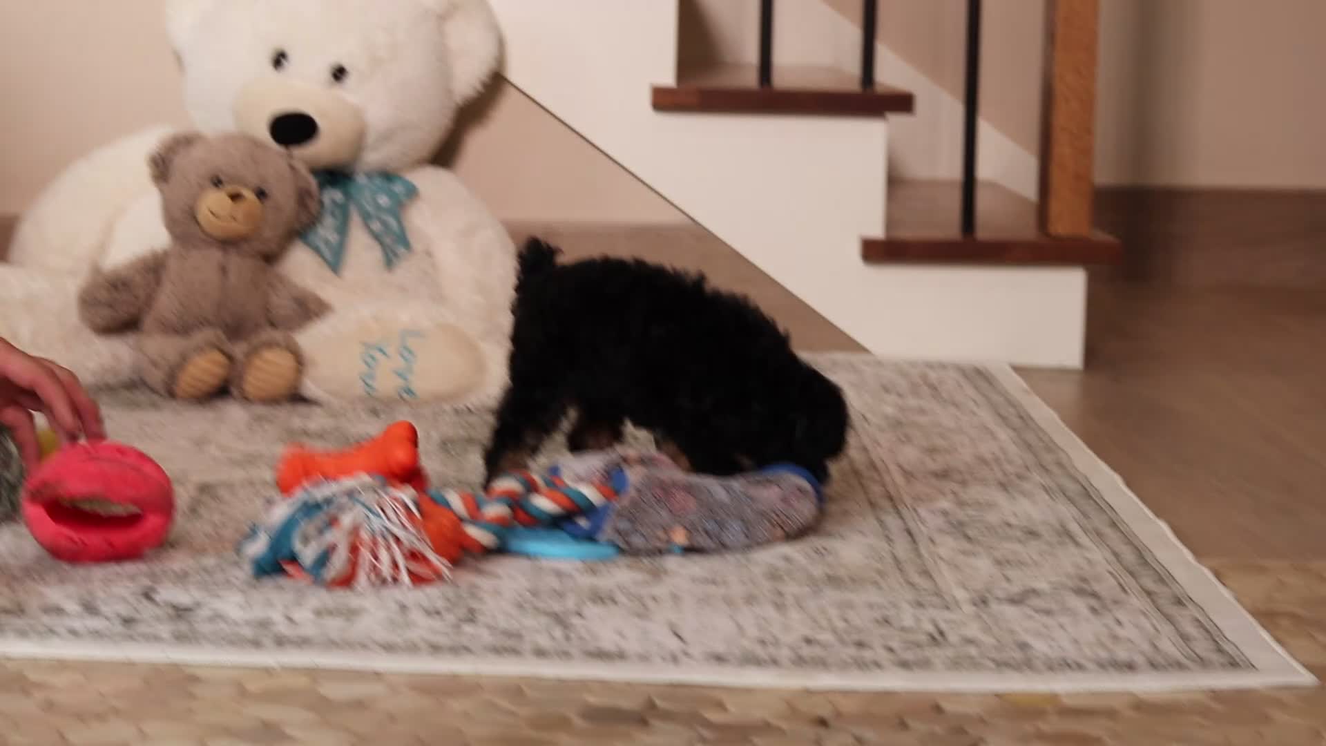 Miniature Poodle dogs for sale: Axcel - Video 1