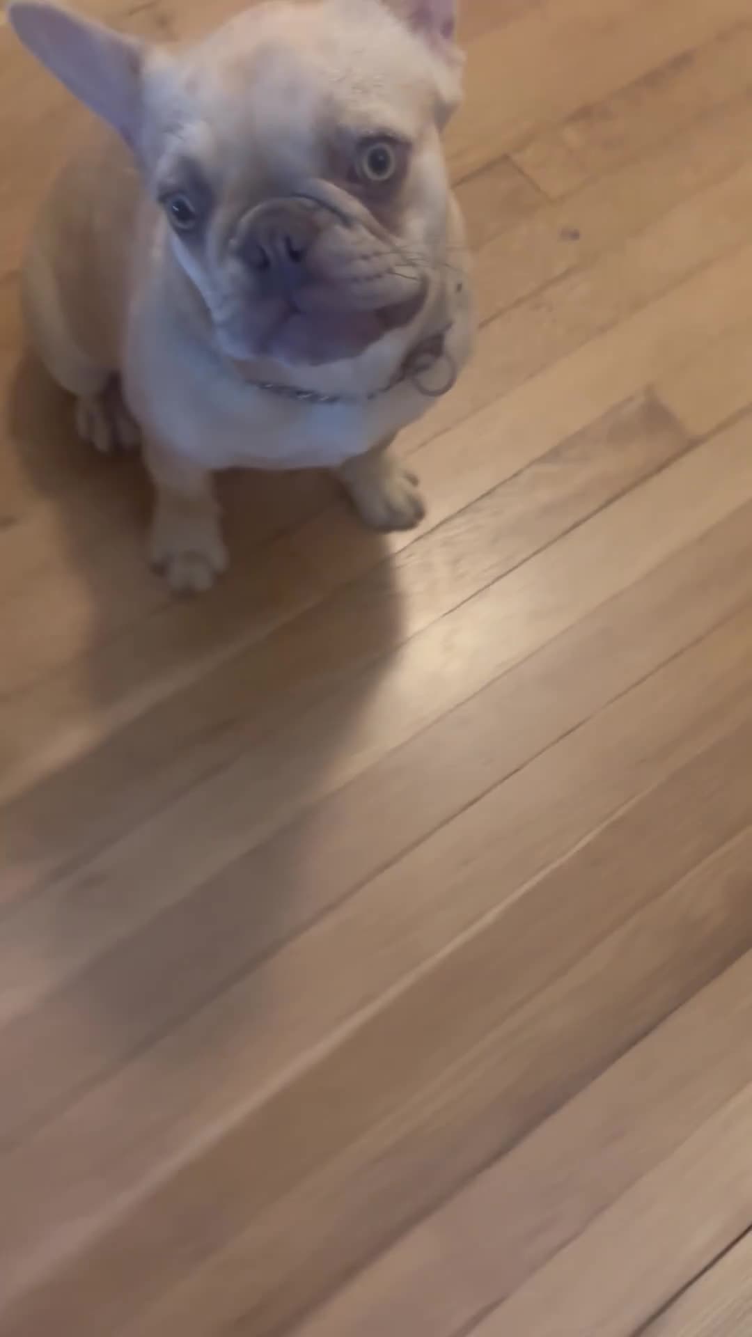 French Bulldog dogs for sale: French Bulldog 1 - Video 1