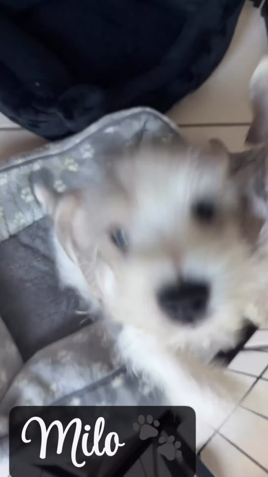 Miniature Schnauzer dogs for sale: Milo - Video 1