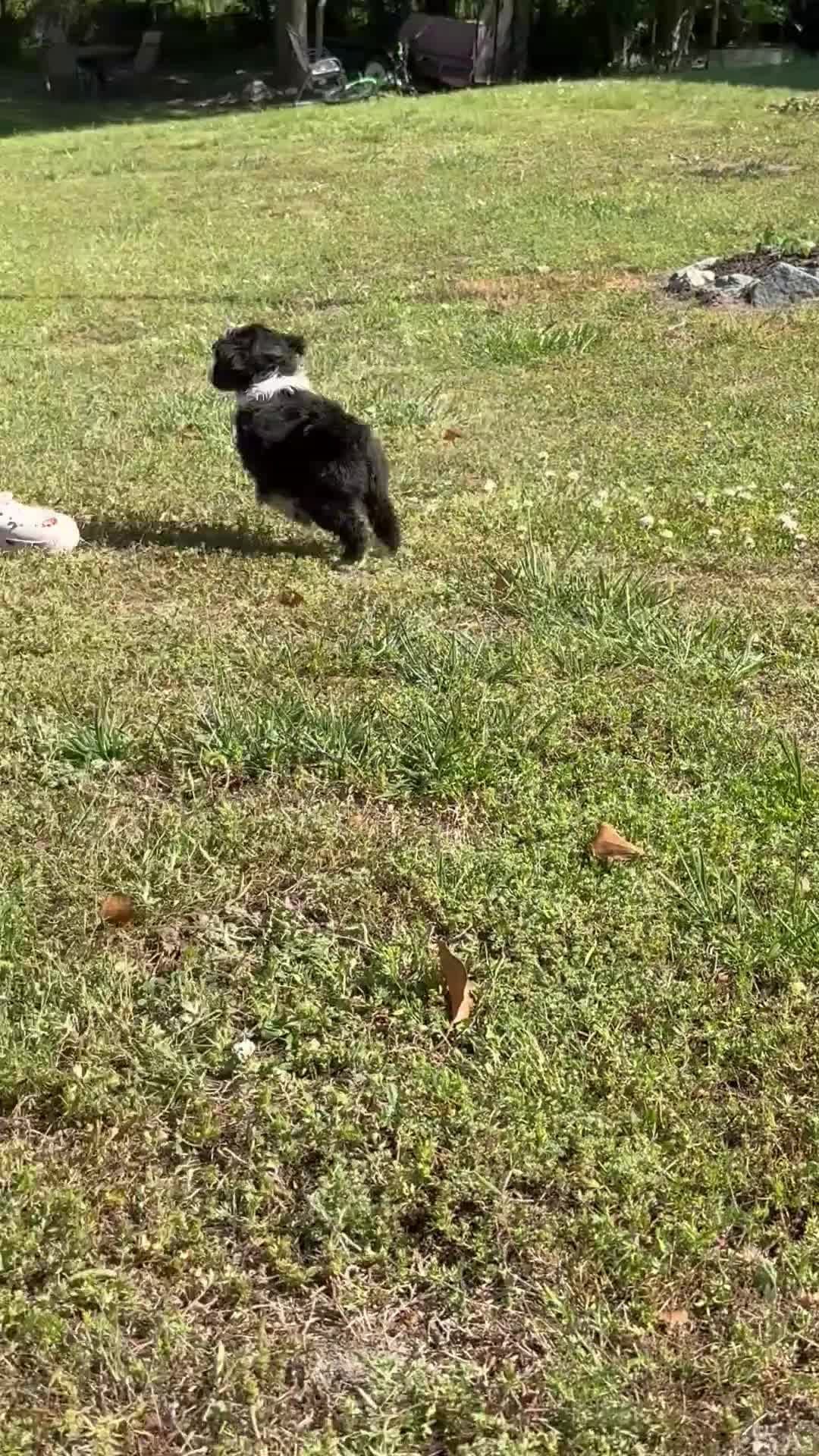 Aussiedoodle dogs for sale: Pinkie Pie (Pink) - Video 1