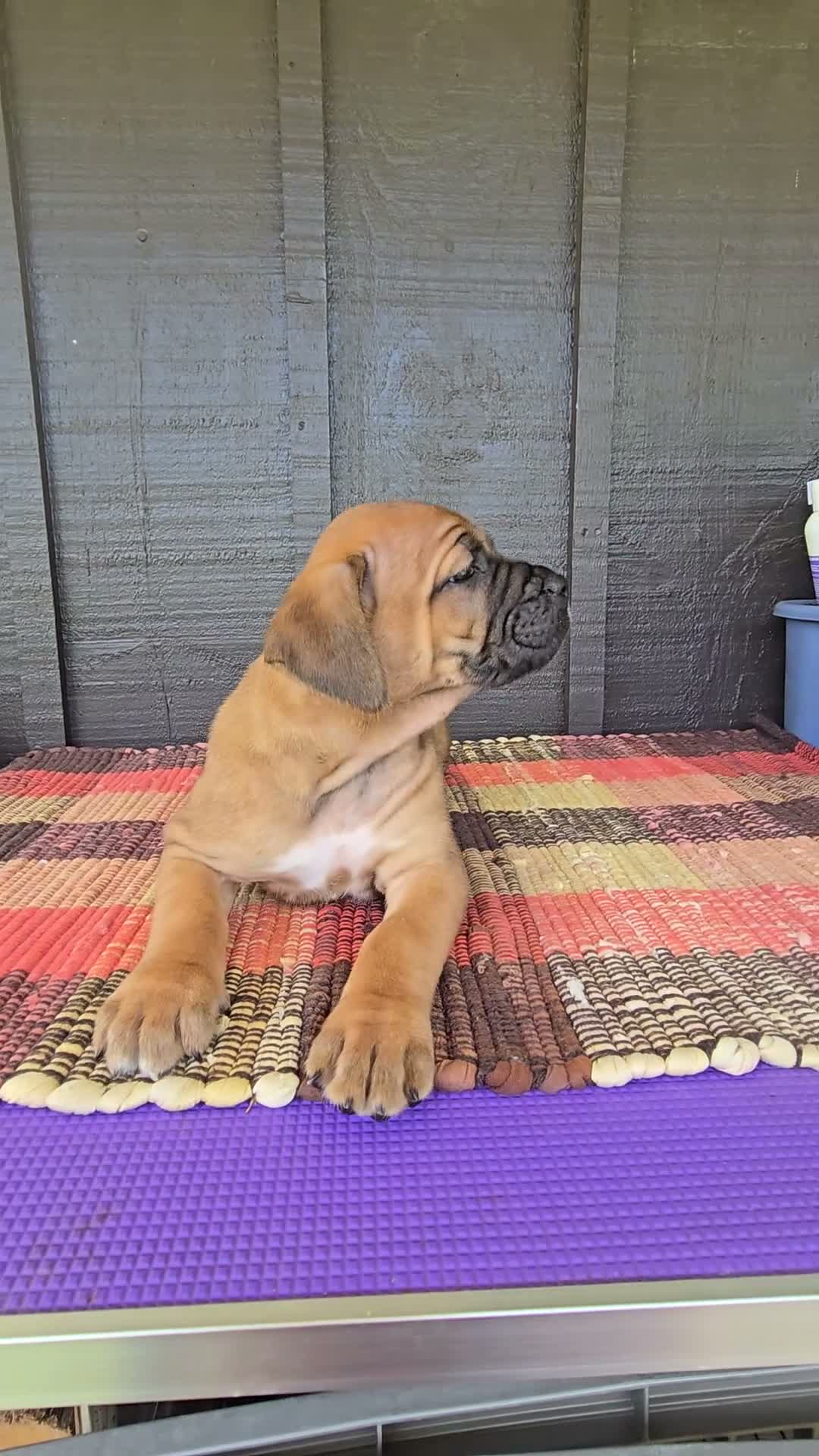 Cane Corso dogs for sale: AKC Viggo - Video 1