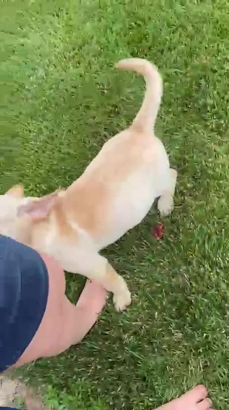 Mixed Breed dogs for sale: Mixed Breed 1 - Video 1
