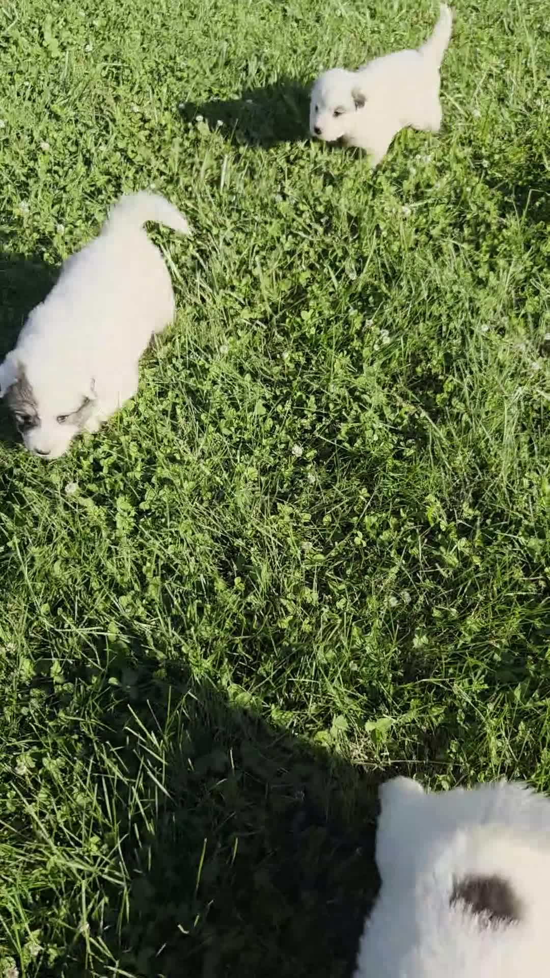 Great Pyrenees dogs for sale: James - Video 2