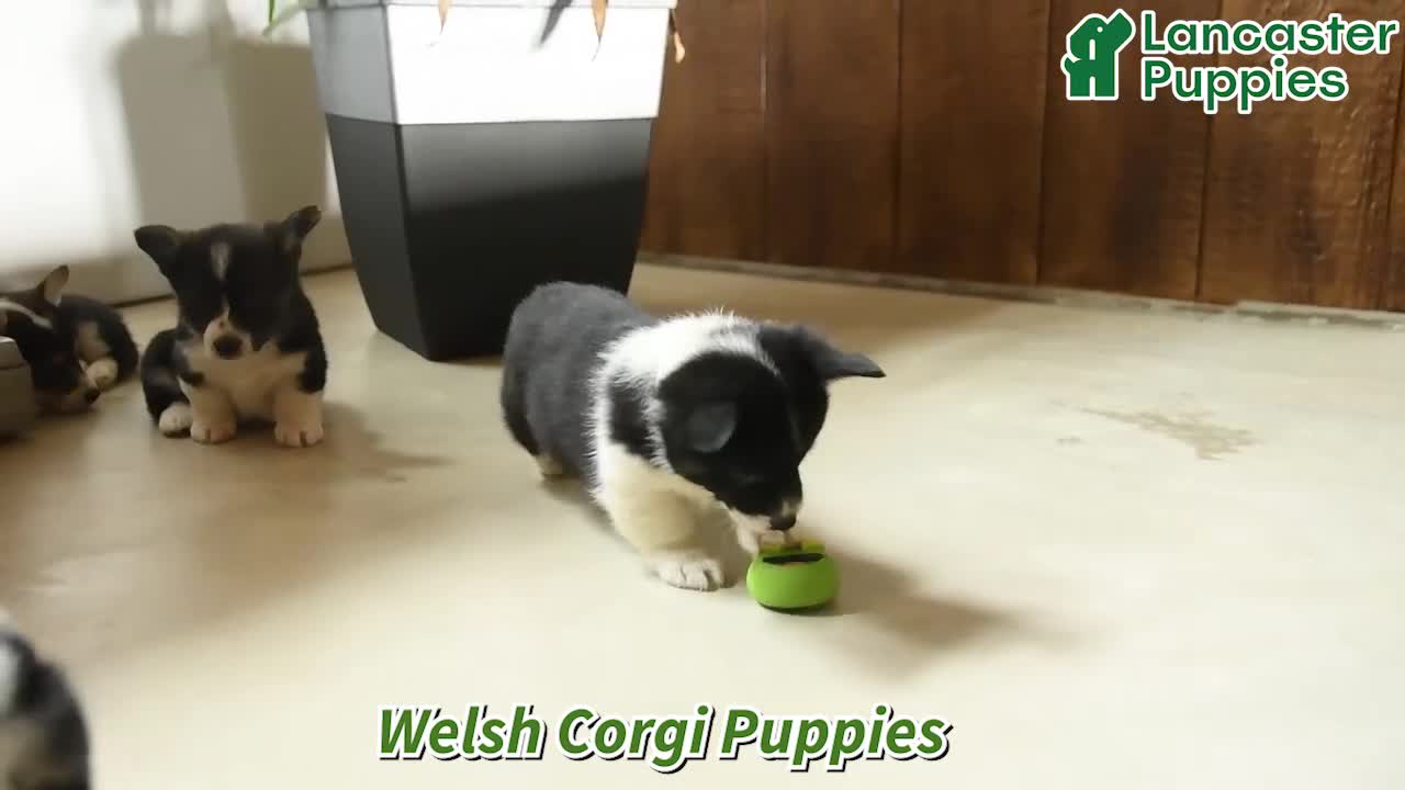 Welsh Corgi Pembroke dogs for sale: Rain - Video 1
