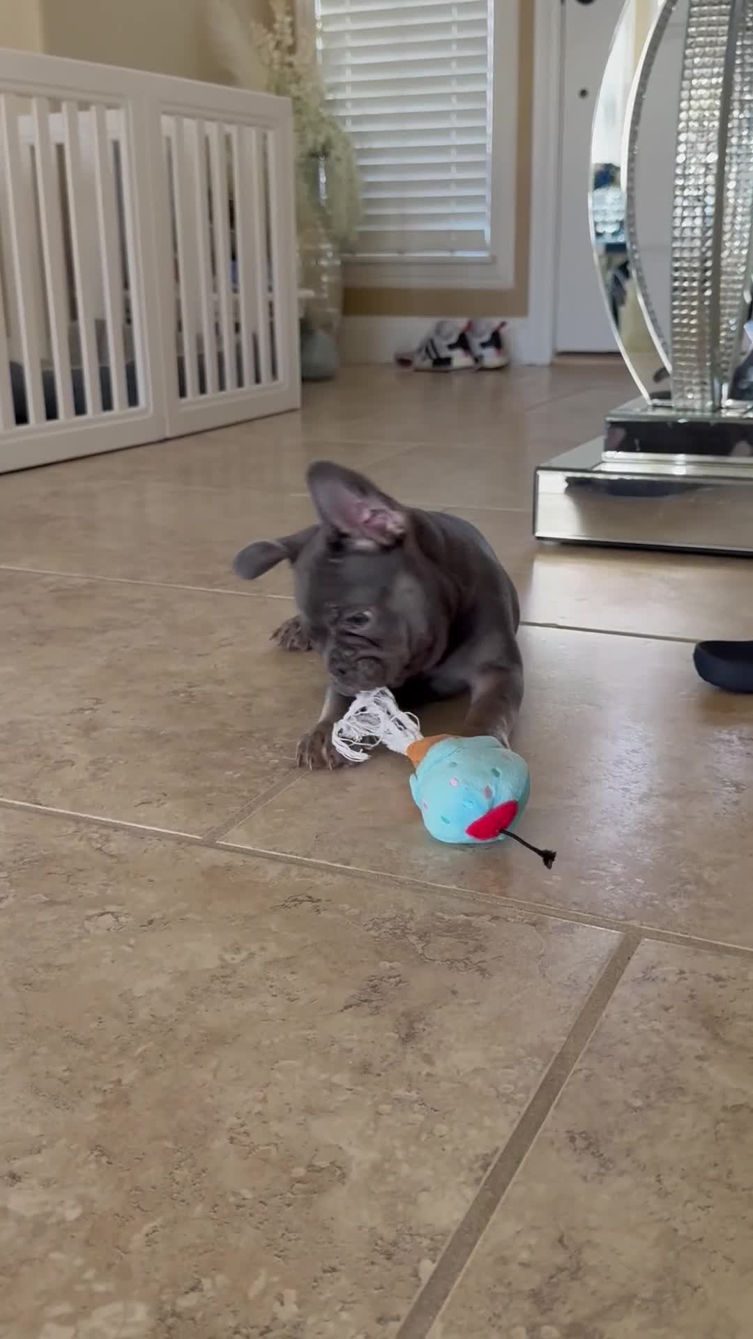 French Bulldog dogs for sale: Gray Merle French Bulldog 1 - Video 2