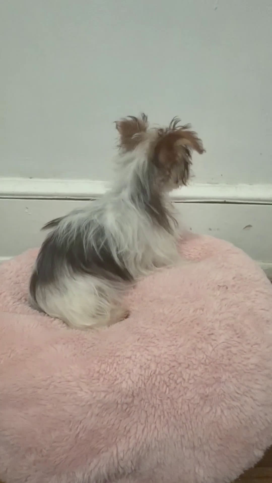 Morkie dogs for sale: Sunny - Video 1