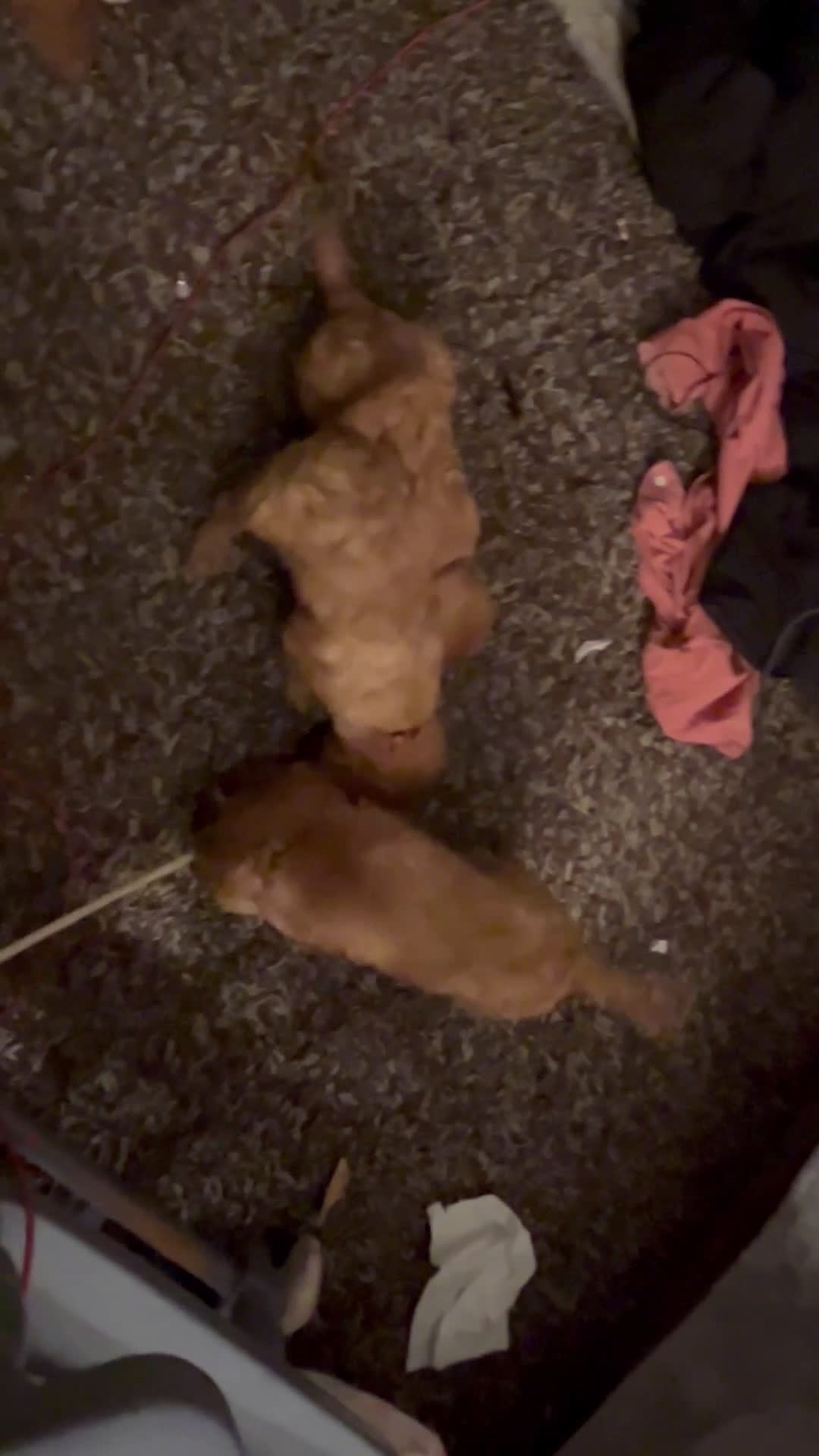 Cavalier King Charles Spaniel dogs for sale: Cavalier King Charles Spaniel Puppy 4 - Video 1