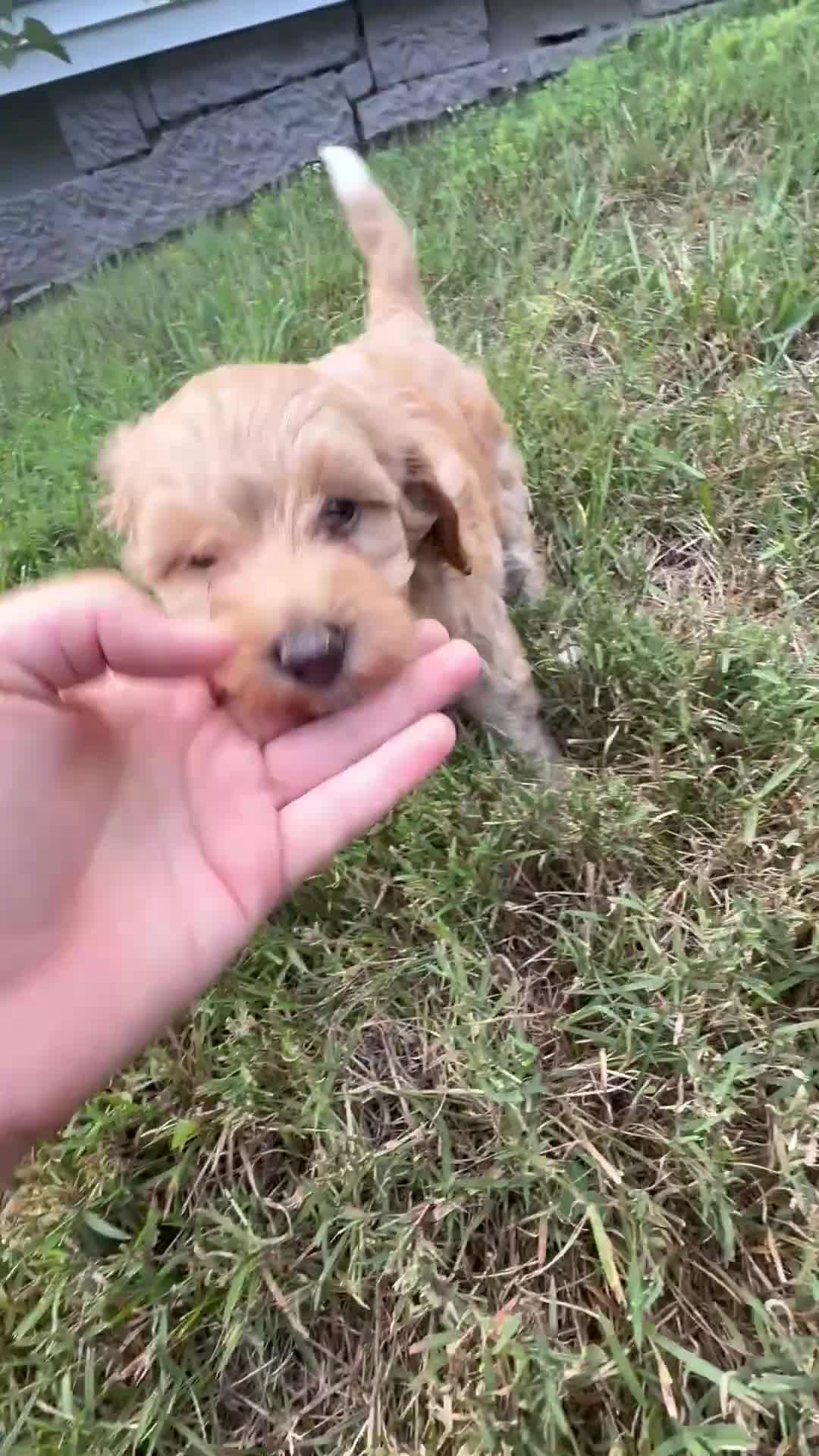 Aussiedoodle dogs for sale: Annie - Video 1