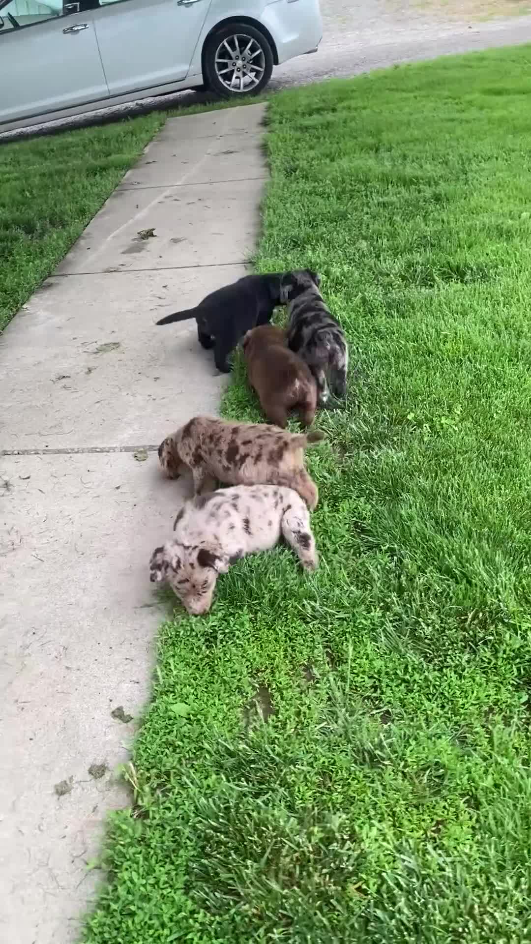 Mixed Breed dogs for sale: Ruby - Video 3