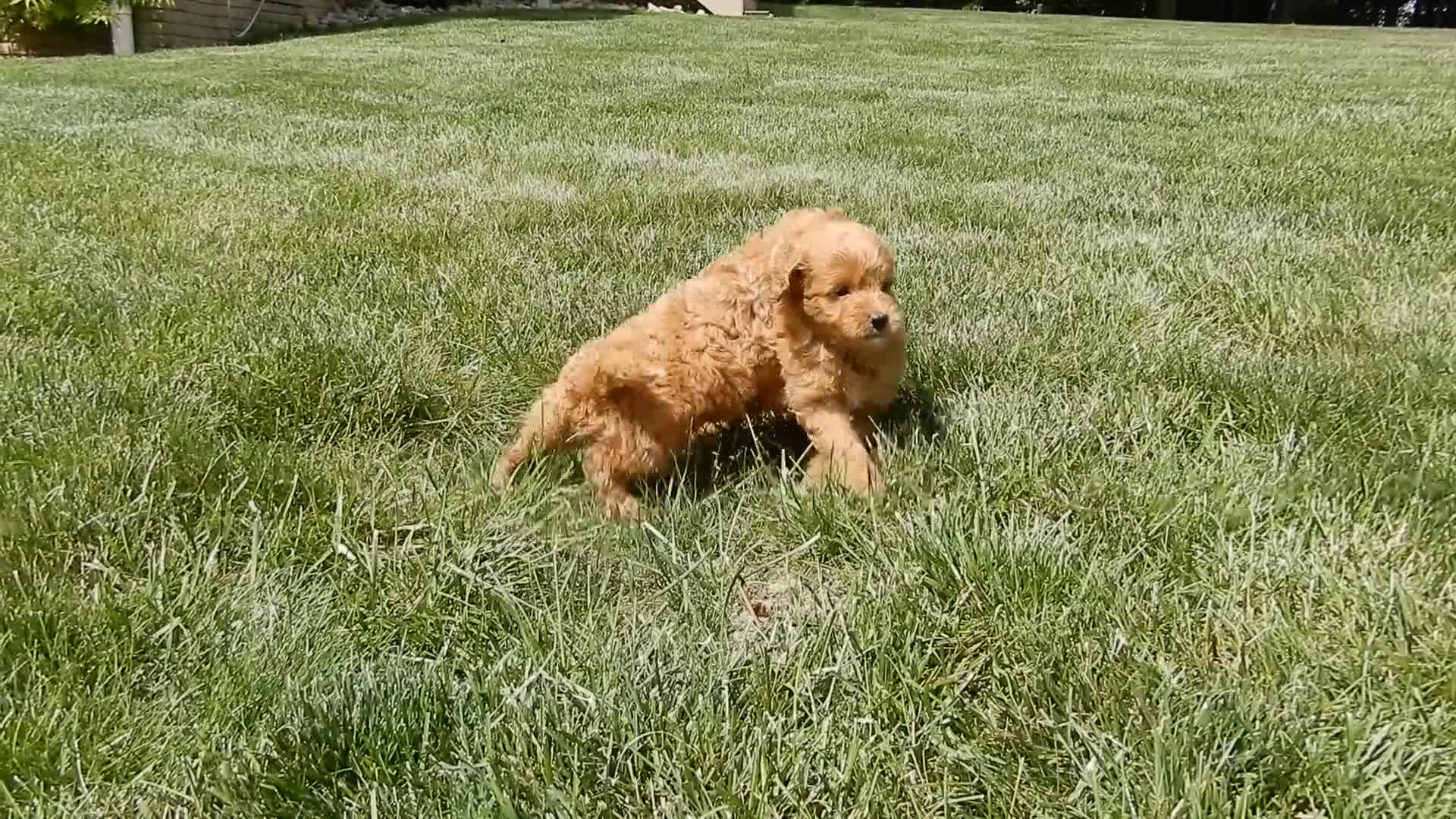 Mini Goldendoodle dogs for sale: Sasha - Video 2