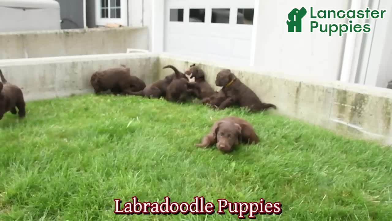 Labradoodle dogs for sale: Daisy - Video 1