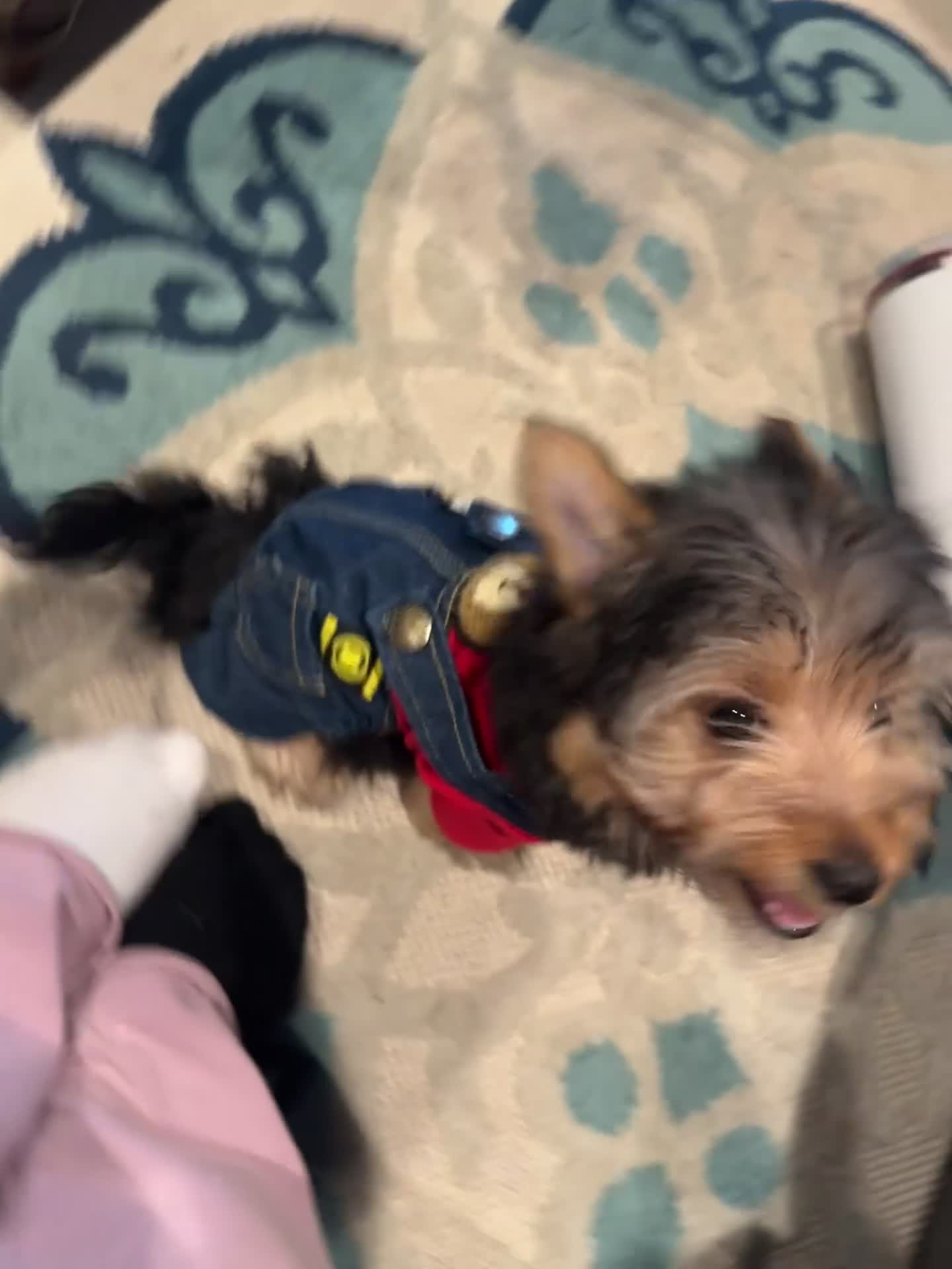 Chorkie dogs for sale: Leo - Video 2