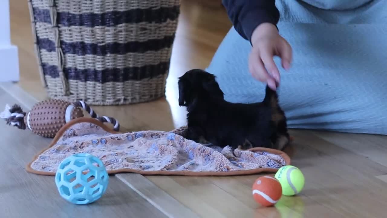 Miniature Dachshund dogs for sale: Luca - Video 4