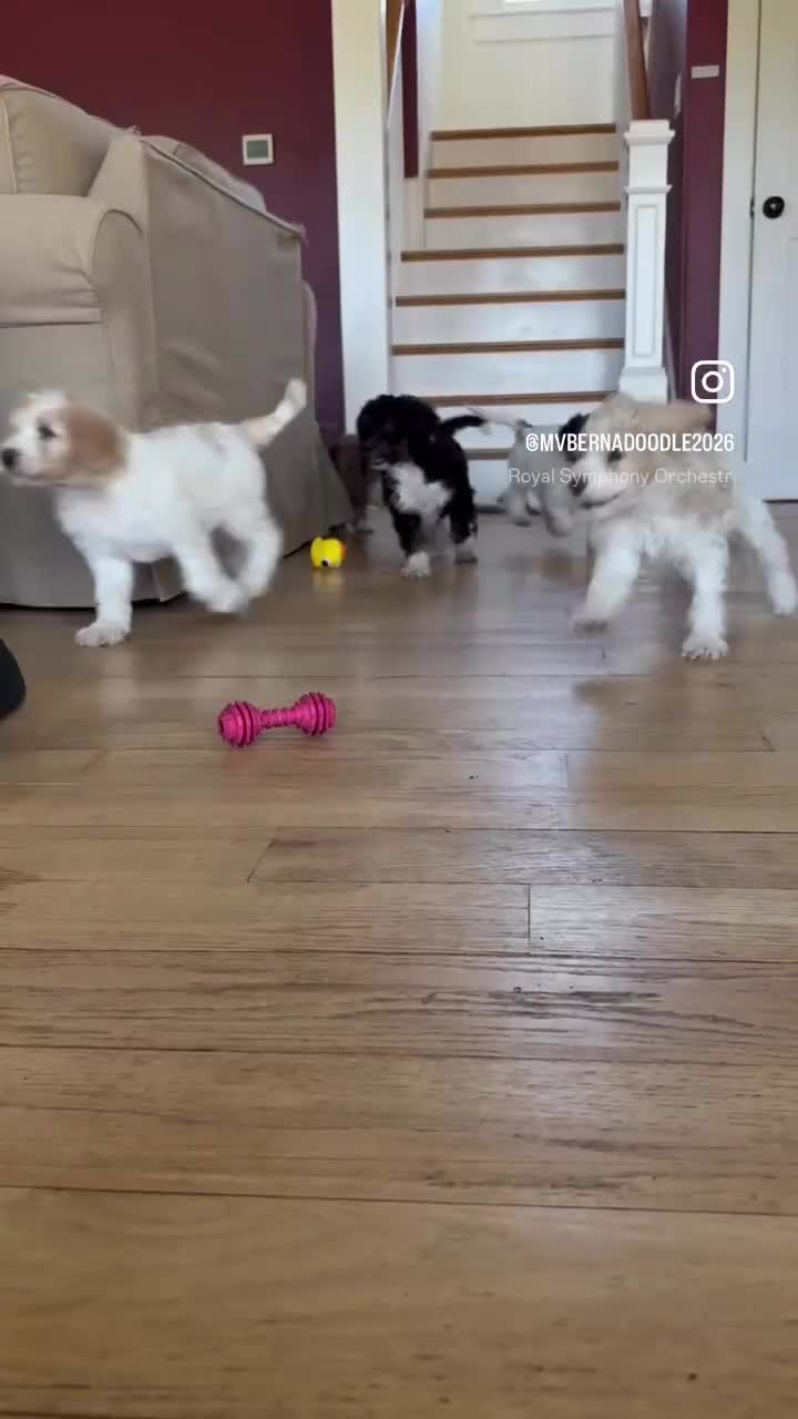 Bernedoodle dogs for sale: Darla - Video 2