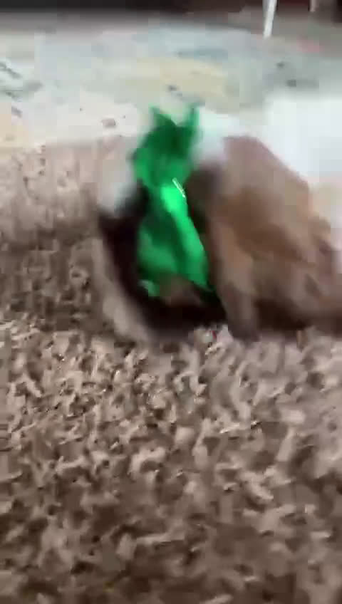 Shih Tzu dogs for sale: Prada - Video 1