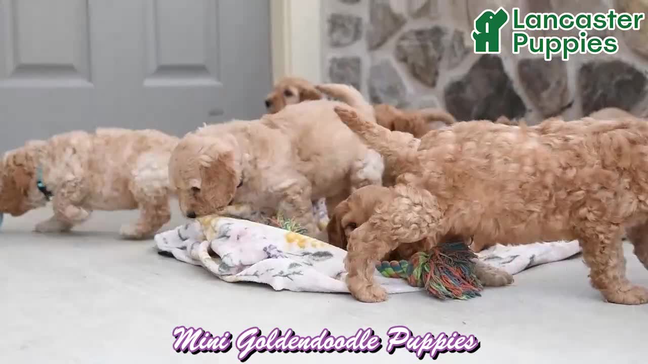 Mini Goldendoodle dogs for sale: Cooper - Video 1