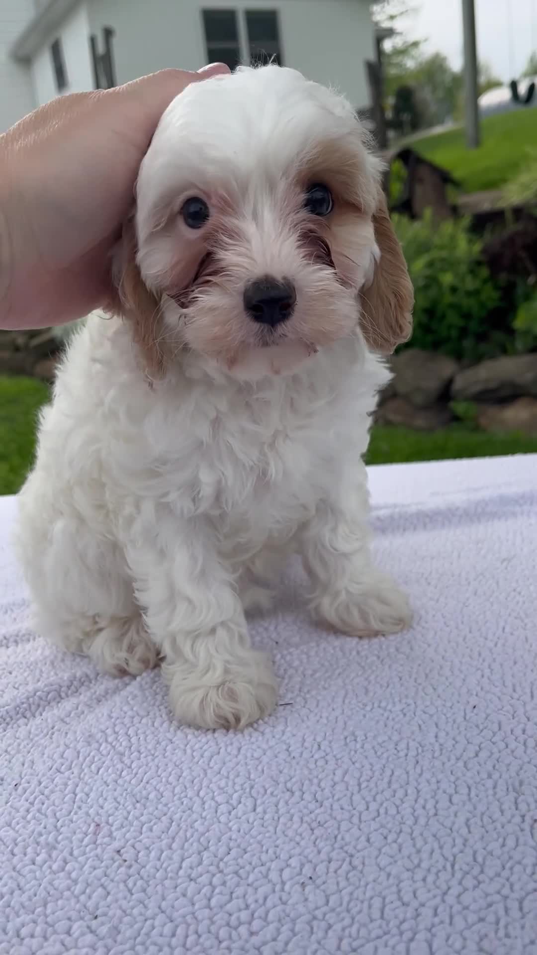 Cavapoo dogs for sale: Annie - Video 1