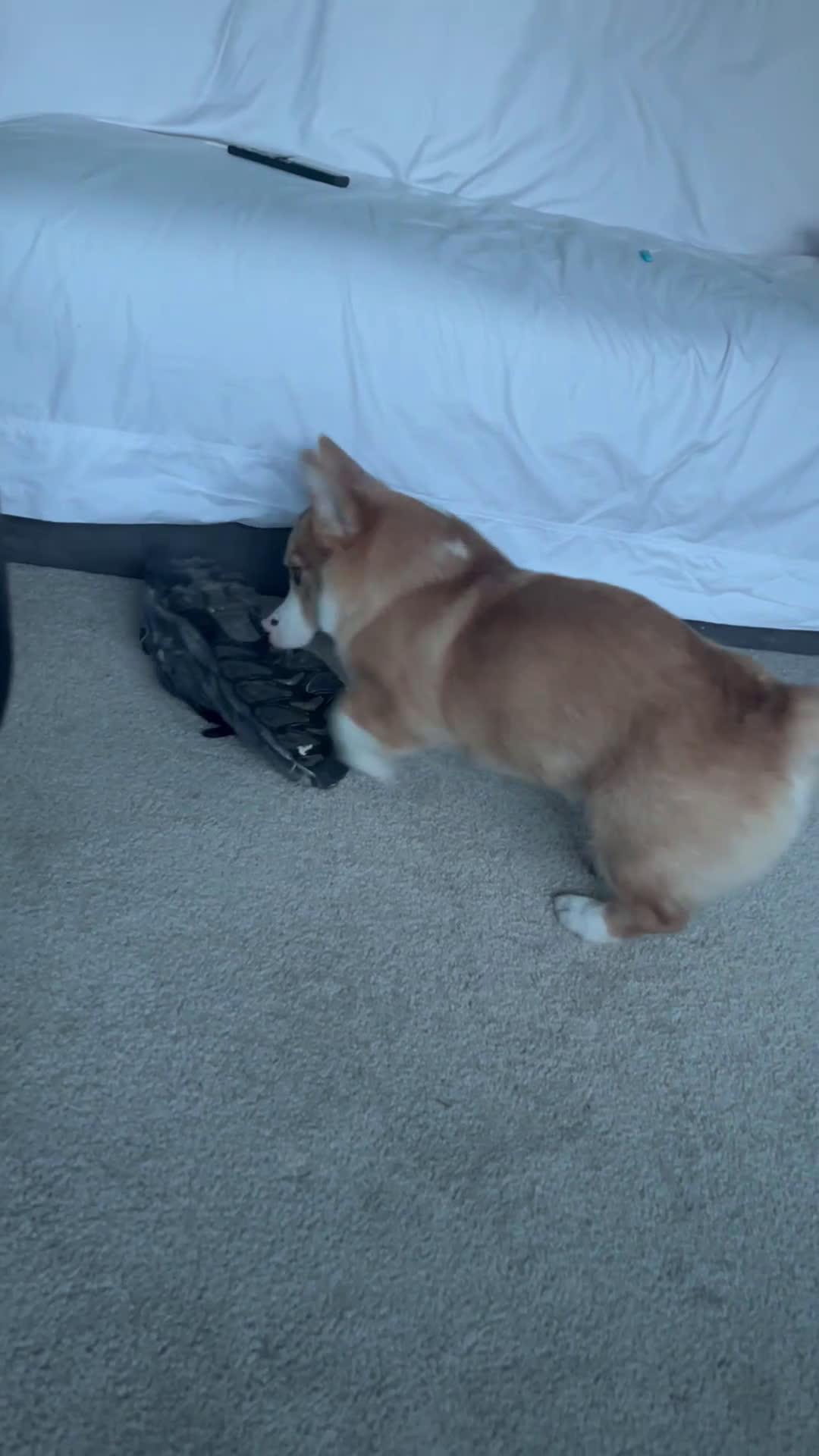 Welsh Corgi Cardigan dogs for stud: rocky  - Video 1