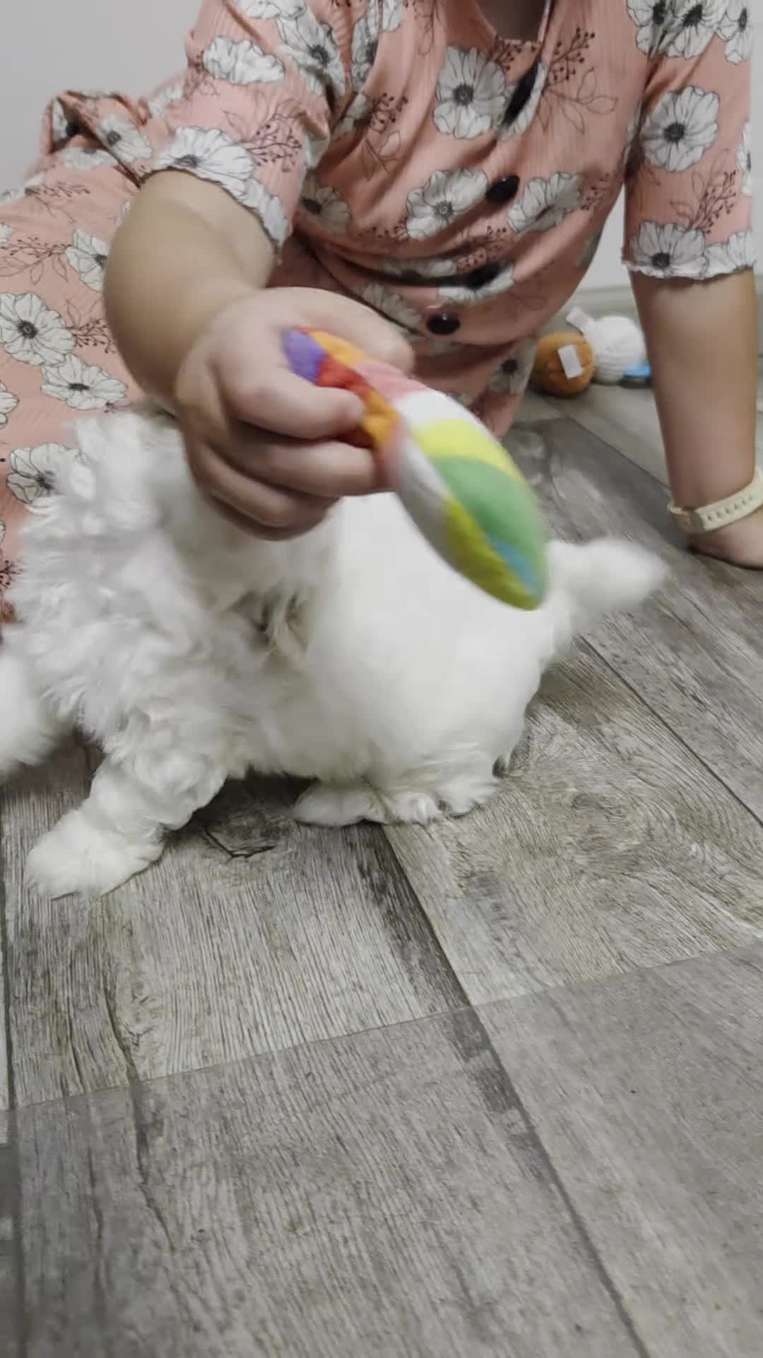 Maltese dogs for sale: Chloe - Video 1