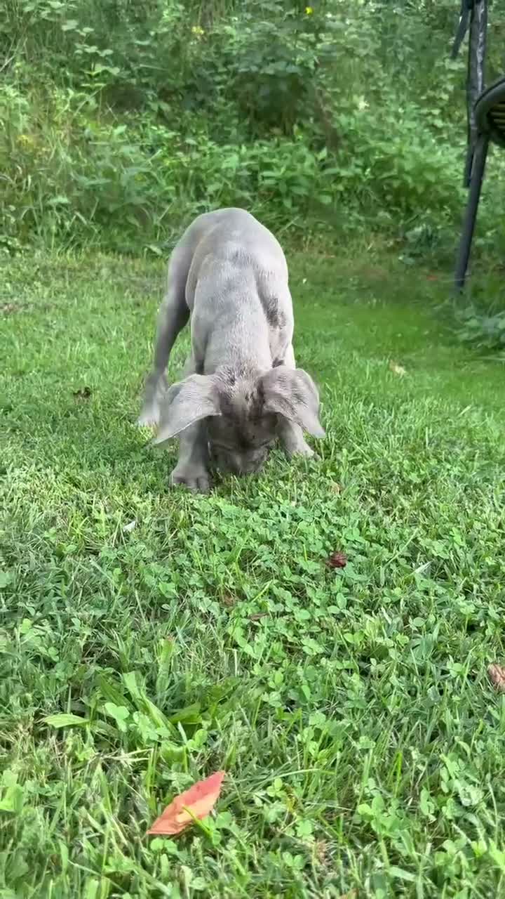 Cane Corso dogs for sale: Sapphire  - Video 2